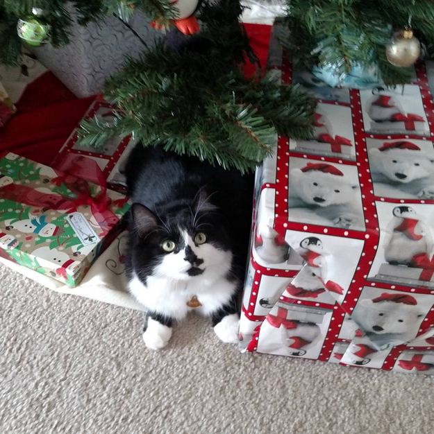 christmas-kitties-12