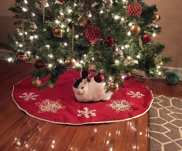 christmas-kitties-16