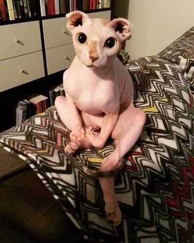 hairless-cat-bf-06