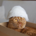 kitty-hats-12