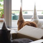 kitty-hats-13