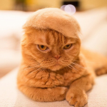 kitty-hats-14