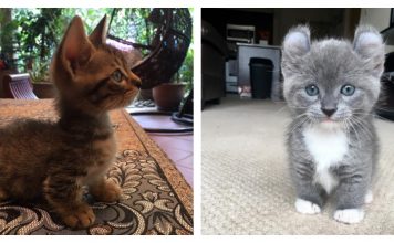 21 Reasons Why You Need A Munchkin Cat ASAP