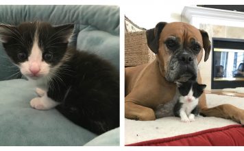 Kitten Rescued From Death Row Depressed From Missing Mom, Gets Taken In By Dog And Cat Duo