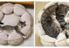 15+ Cats That Haven't Realized They've Grown Up