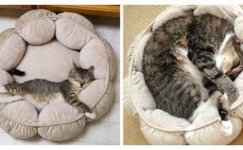 15+ Cats That Haven't Realized They've Grown Up