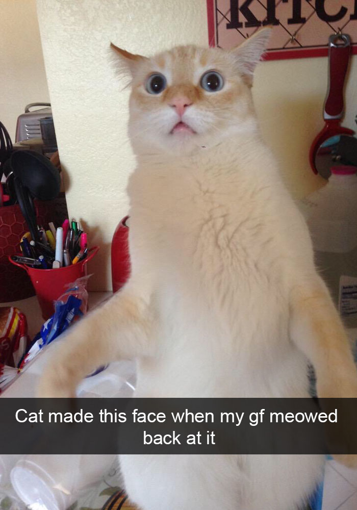 snap-chat-cats-18