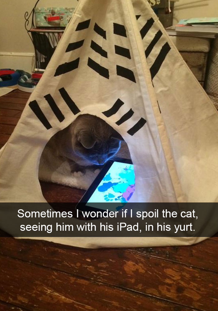snap-chat-cats-20