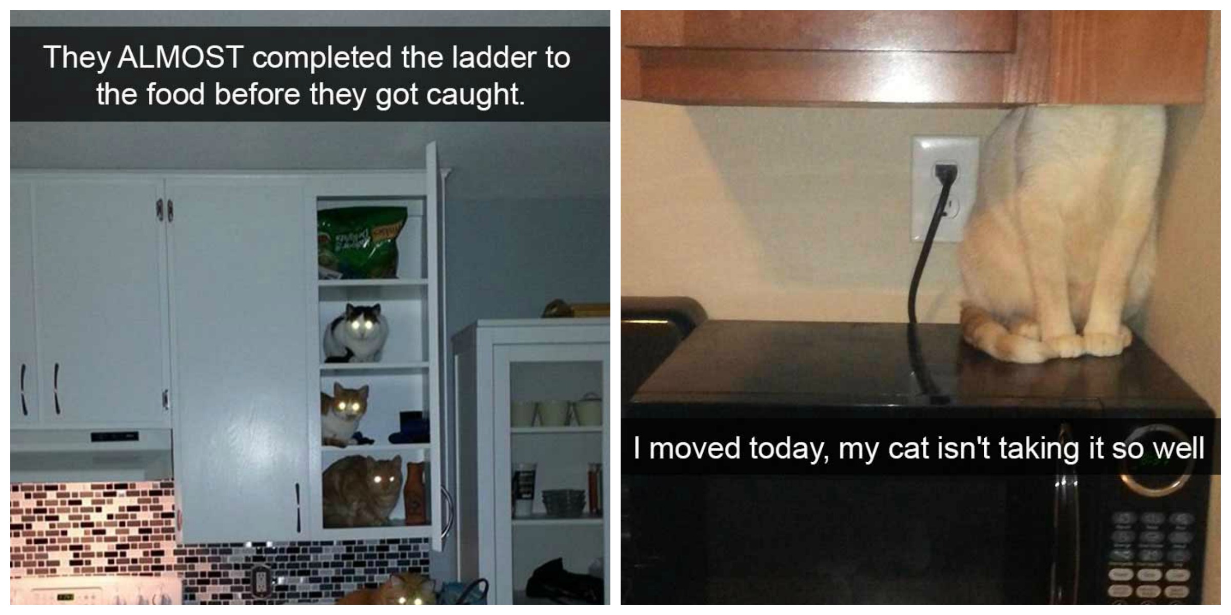 16+ Hysterical Cat Snapchats That Will Have You Falling Off Your Chair ...