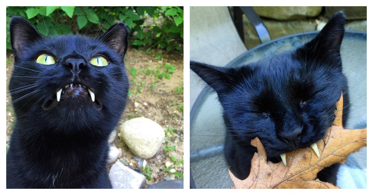 Vampurr Cat Completely Steal's Rescuer's Heart With Fangs Catlov