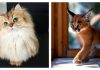 21 Of The Most Astoundingly Beautiful Cats In The World