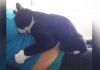 Cat Forms Amazing Bond With Baby Even Before Birth