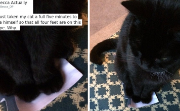 25+ of The Best Cat Tweets of 2016