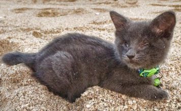 Blind Kitten with Heart Condition Lives Out Final Months With Ultimate Bucket List