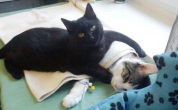 After A Near Death Experience, This Cat Now Uses His Life To Comfort Other Animals