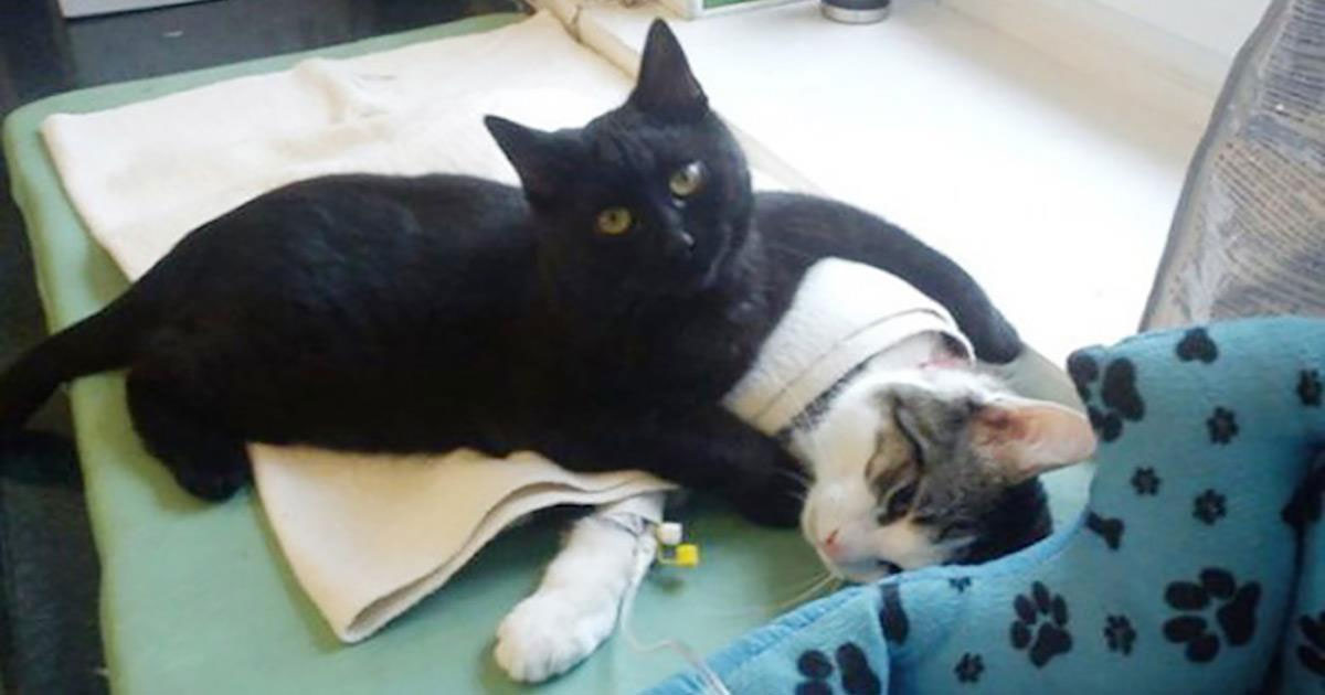 After A Near Death Experience, This Cat Now Uses His Life To Comfort ...