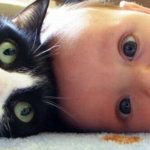 featured-babies-cats-fb