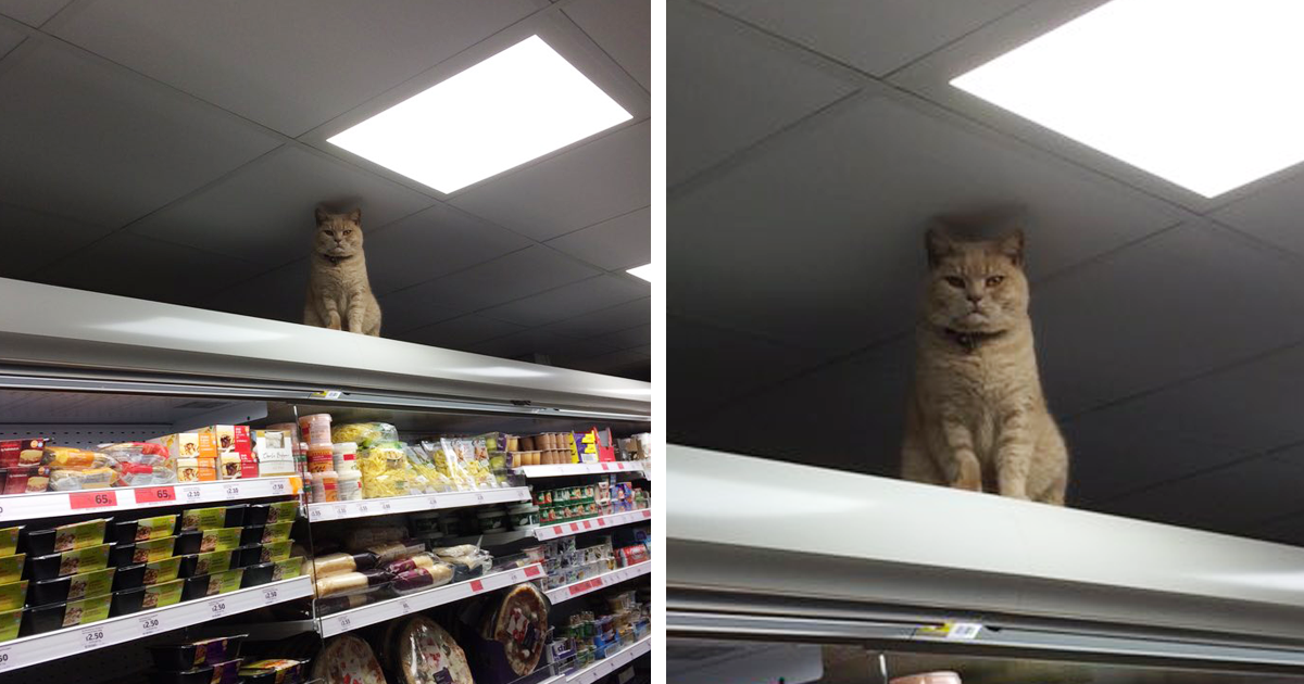 Cat Refuses To Leave London Supermarket No Matter How Many Times He’s