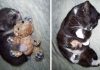 30+ Before And After Pics of Cats Growing Up With Their Favorite Toys