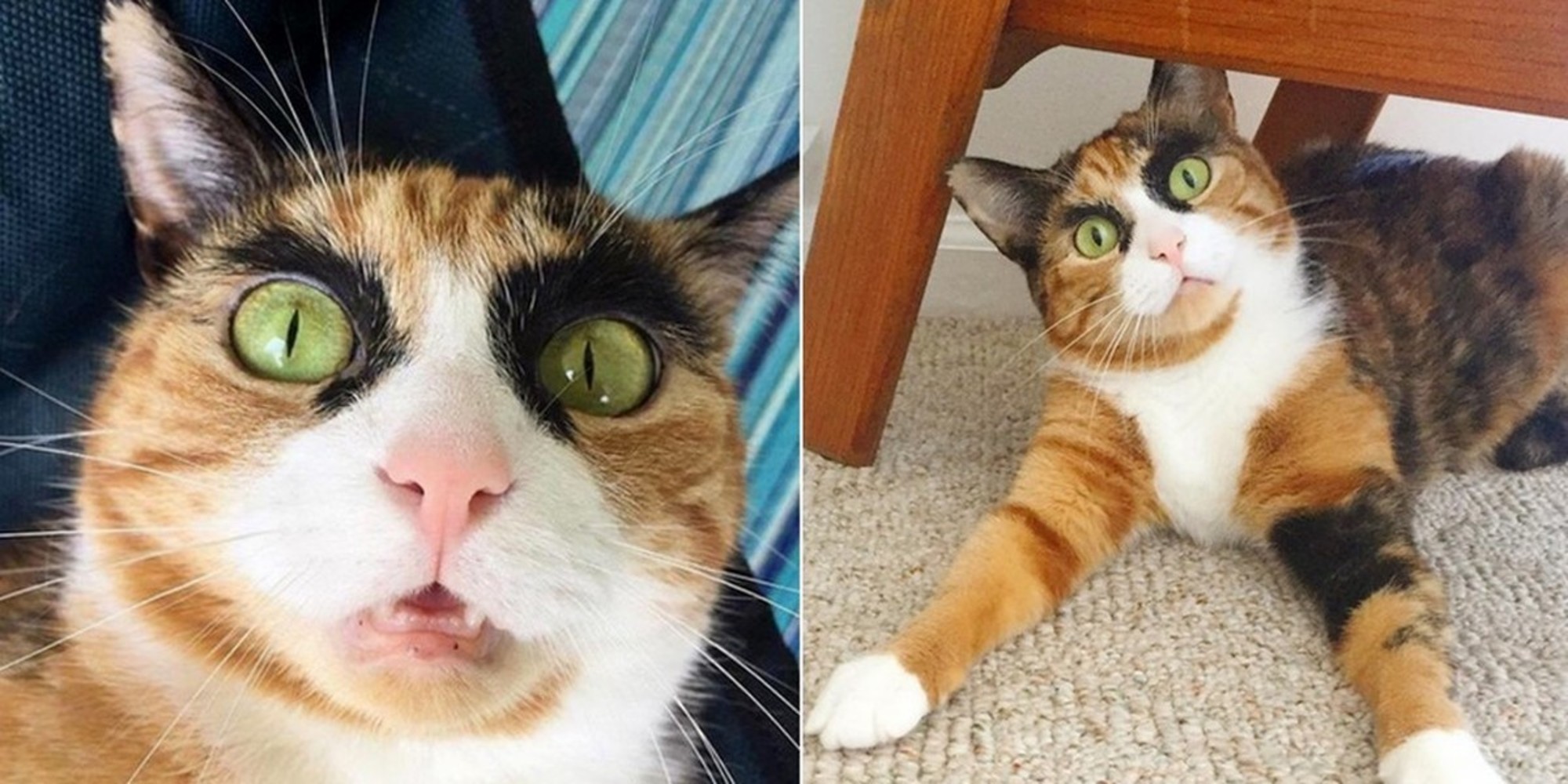 Calico Cat Judges Her Human Everyday with Her Epic Eyebrows | Catlov