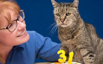31-year-old Cat, Who Chose His Humans 26 Years Ago, is Still Going Strong