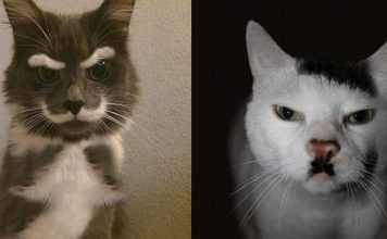 25+ Cats With The Most Unique & Beautiful Fur Patterns