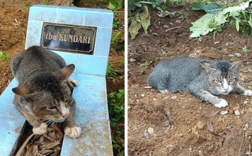 Heartbroken Cat Spends 1 Year By Her Dead Owner’s Grave
