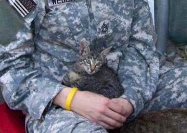 soldier-sick-kitten-3
