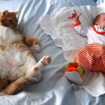 babies-cats-13