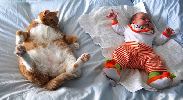 babies-cats-13