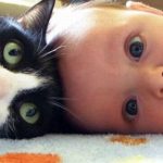 babies-cats-17