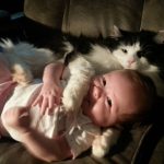 babies-cats-19