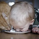 babies-cats-20