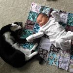 babies-cats-27