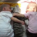 babies-cats-3