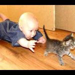 babies-cats-4