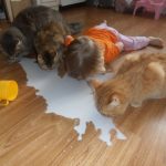 babies-cats-6