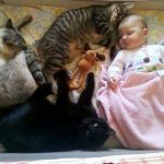 babies-cats-9