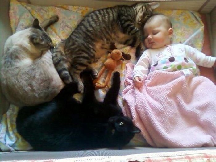 babies-cats-9