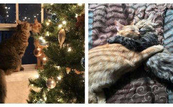 Shelter Kitty Won't Let Go Of Her Best Friend When Adopted, And Then Something Happens…