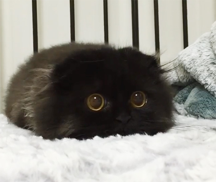 big-cute-eyes-cat-gimo-1