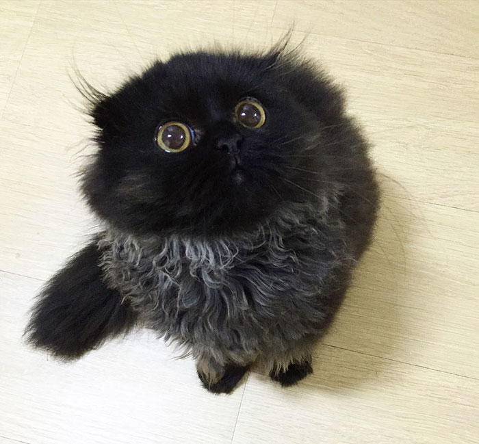 big-cute-eyes-cat-gimo-2