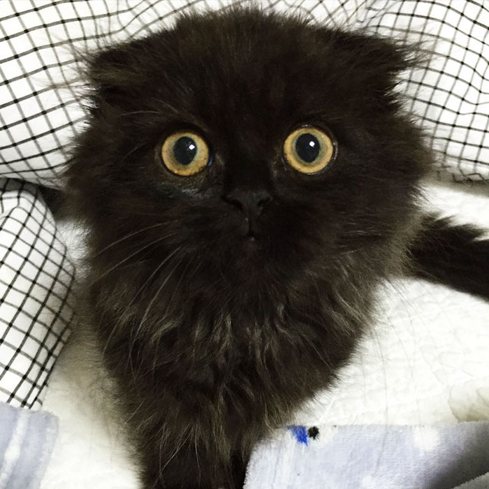 big-cute-eyes-cat-gimo-5