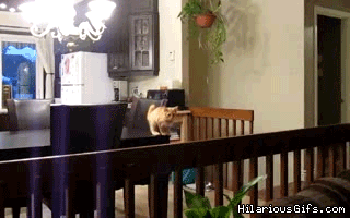 cat-bad-jumps-15