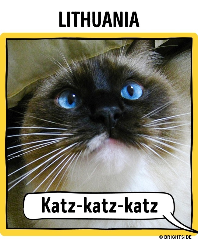 17 Different Ways To Call A Cat Around The World Catlov