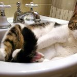 cat-disasters-07