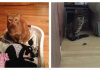 15 Typical Daily Disasters Cat Owners Are Very Familiar With