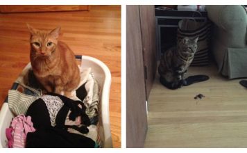 15 Typical Daily Disasters Cat Owners Are Very Familiar With