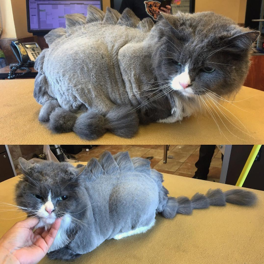 cat-haircuts-02