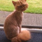 cat-haircuts-09